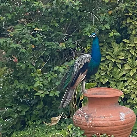 Aveiro Maias Village - Casa Da Rosa