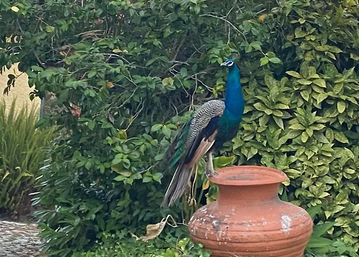 Aveiro Maias Village - Casa Da Rosa
