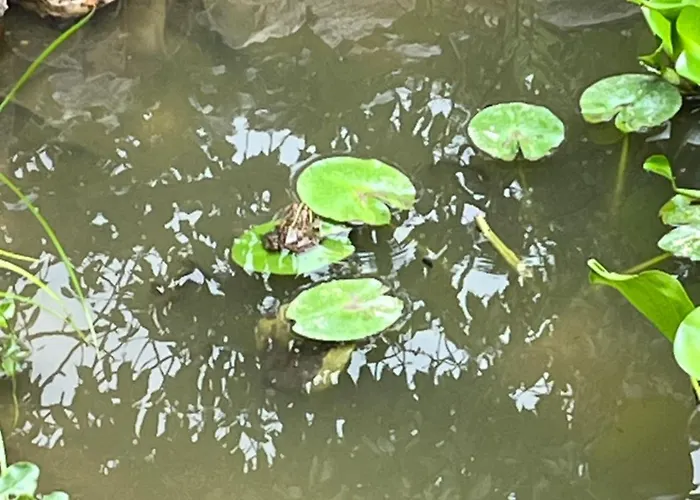 Aveiro Maias Village - Casa Da Rosa Country house *