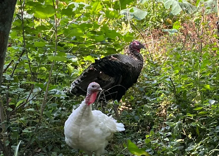 Aveiro Maias Village - Casa Da Rosa